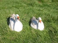 Geese enjoying the sun © Rob Shephard 2007