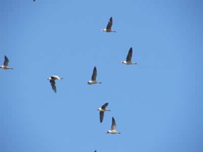 Geese above Snettisham Beach © Rob Shephard 2008