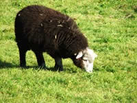 Lake District Sheep