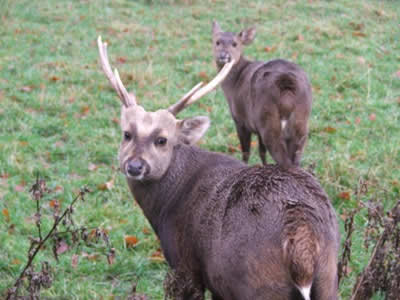 Scottish Deer Centre - (c) Rob Shephard 2007