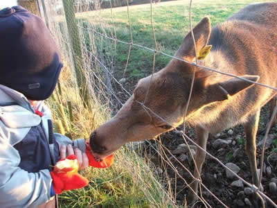 Scottish Deer Centre - (c) Rob Shephard 2007